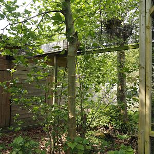 Tunnel between indoor housing and outdoor exhibit for Red-flanked variegated squirrels, 2024-05-11
