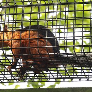 Red-flanked variegated squirrel (Sciurus variegatoides atrirufus) 2024-05-11