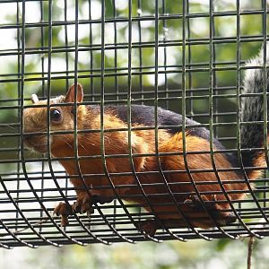 Red-flanked variegated squirrel (Sciurus variegatoides atrirufus) 2024-05-11
