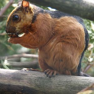 Red-flanked variegated squirrel (Sciurus variegatoides atrirufus) 2024-05-11