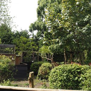 Ring-tailed coati exhibit, 2024-05-11