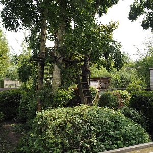 Ring-tailed coati exhibit, 2024-05-11