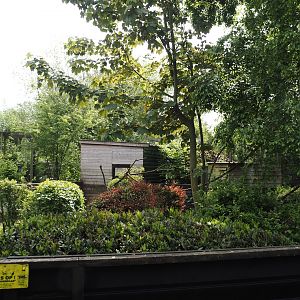 Ring-tailed coati exhibit, 2024-05-11