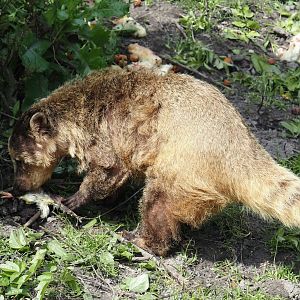 Ring-tailed coati (Nasua nasua), 2024-05-11