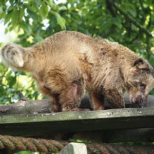 Ring-tailed coati (Nasua nasua), 2024-05-11
