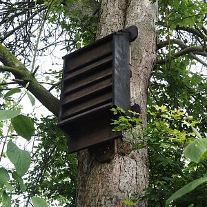 Wild bat box, 2024-05-11
