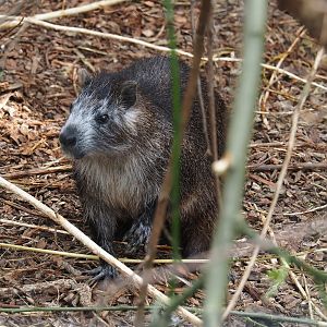 Cuban hutia (Capromys pilorides), 2024-05-11