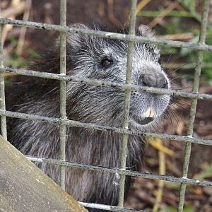 Cuban hutia (Capromys pilorides), 2024-05-11