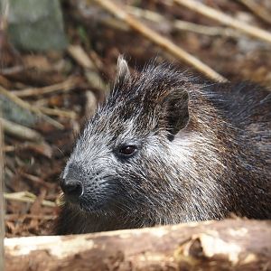 Cuban hutia (Capromys pilorides), 2024-05-11