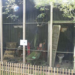 Domestic fancy rat exhibit, 2024-05-11