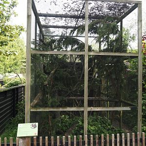 Eurasian red squirrel exhibit, 2024-05-11