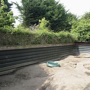 Indian crested porcupine exhibit, 2024-05-11