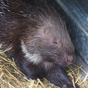 Indian crested porcupine (Hystrix indica), 2024-05-11