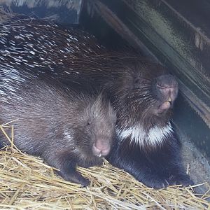 Indian crested porcupine (Hystrix indica), 2024-05-11