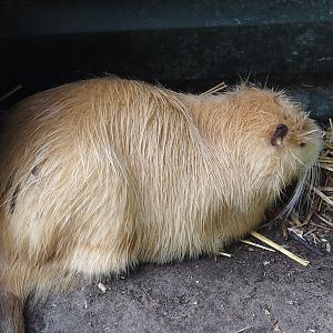 Nutria (Myocastor coypus), 2024-05-11