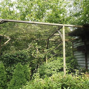 Little owl aviary, 2024-05-11