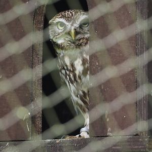 Little Owl (Athene noctua), 2024-05-11