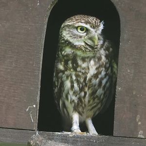 Little Owl (Athene noctua), 2024-05-11