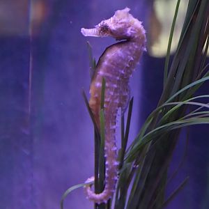 Barbour's seahorse (Hippocampus barbouri)