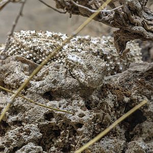 Spider-tailed horned viper (Pseudocerastes urarachnoides)