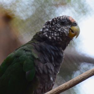White-capped parrot (Pionus seniloides)