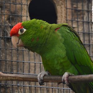 Lesser cordilleran parakeet (Psittacara frontatus minor)