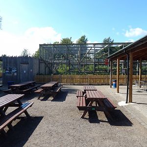 Barbary macaque exhibit 030924