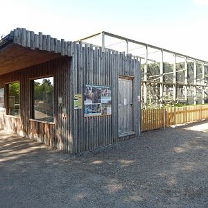 Barbary macaque exhibit 030924