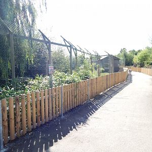 Arctic wolf exhibit 030924