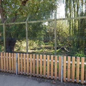 Arctic wolf exhibit 030924