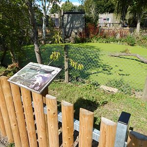 Indochinese smooth-coated exhibit 030924