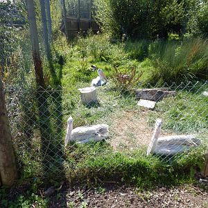 Pink-backed pelican exhibit 030924