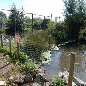 Pink-backed pelican exhibit 030924