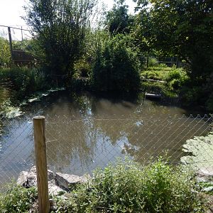 Pink-backed pelican exhibit 030924