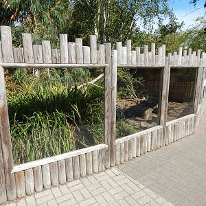 Meerkat exhibit 030924