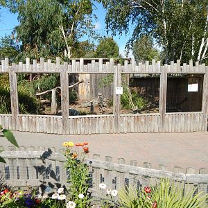 Meerkat exhibit 030924