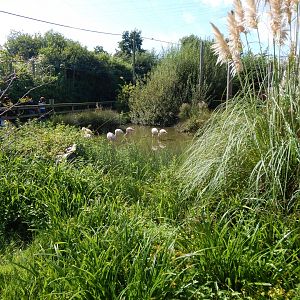 Chilean flamingo walkthrough 030924
