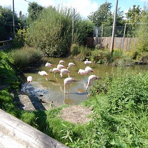 Chilean flamingo walkthrough 030924
