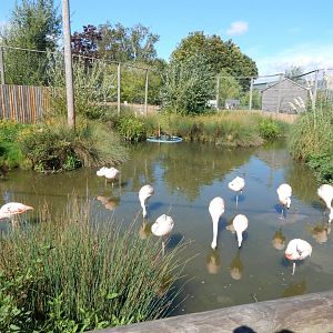 Chilean flamingo walkthrough 030924