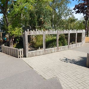 Meerkat exhibit 030924