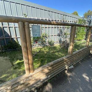Hermann’s tortoise exhibit 030924