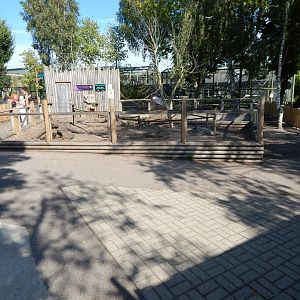 Meerkat exhibit 030924