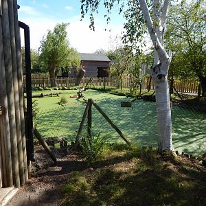 Indochinese smooth-coated otter exhibit 030924
