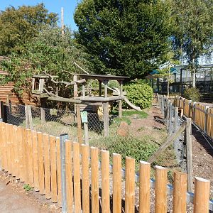 Nepalese red panda exhibit 030924