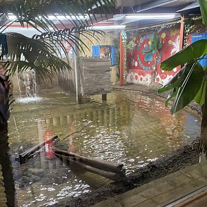 Reptile House - Cuban crocodile exhibit 030924
