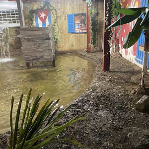 Reptile House - Cuban crocodile exhibit 030924
