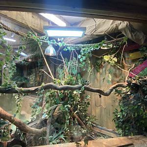 Reptile House - Bredl’s python exhibit 030924