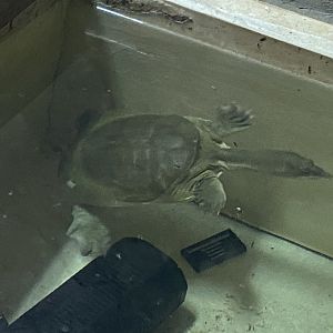 Reptile House - Chinese soft-shelled turtle 030924