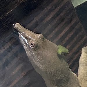Reptile House - Chinese soft-shelled turtle 030924