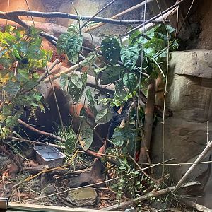 Reptile House - Royal python exhibit 030924